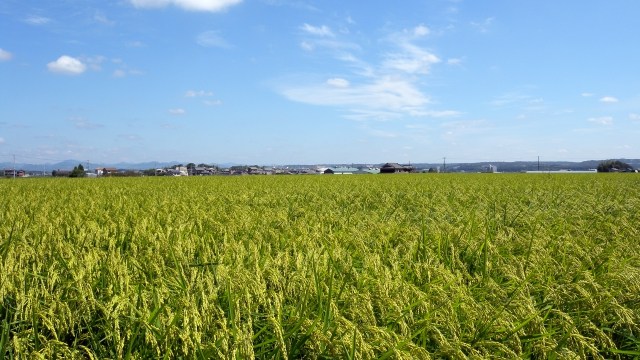日本酒に使用する酒造好適米の山田錦の田んぼの画像